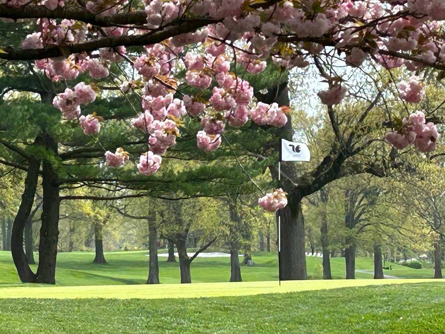 Golf course with pink flowering tree branches overhead. Green grass, trees, flag in background.