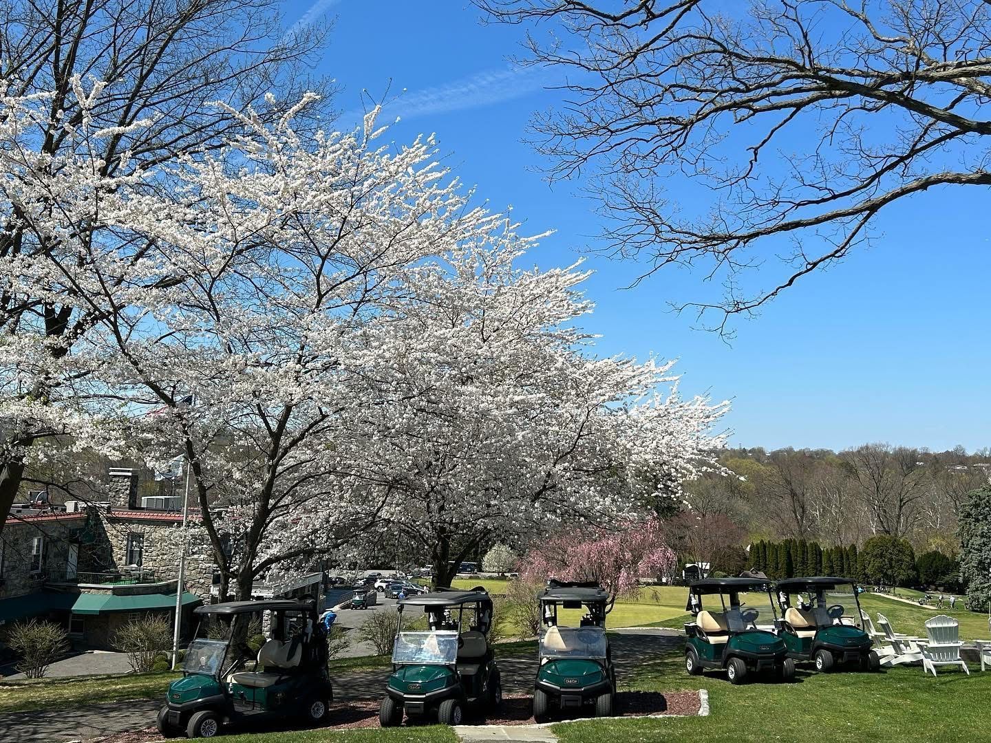 Golf carts parked beneath blossoming white trees on a sunny day.