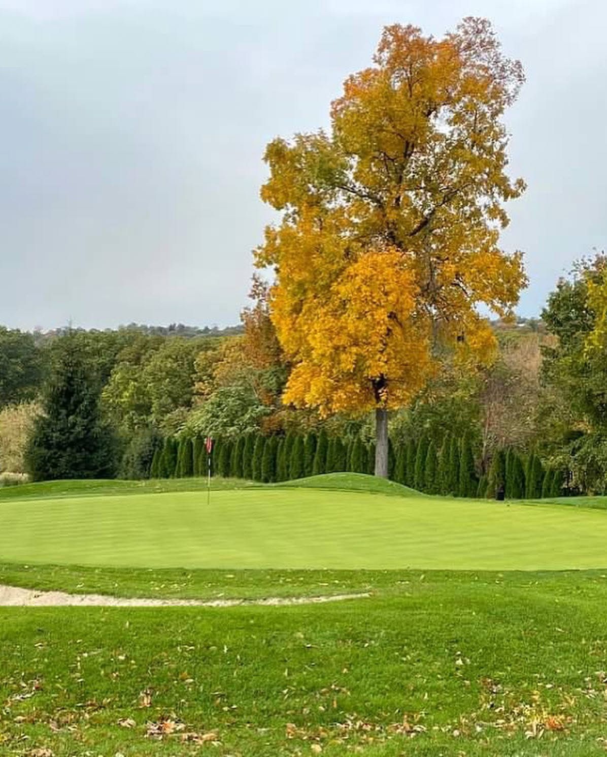 Golf green with bright yellow tree in the background under a cloudy sky.