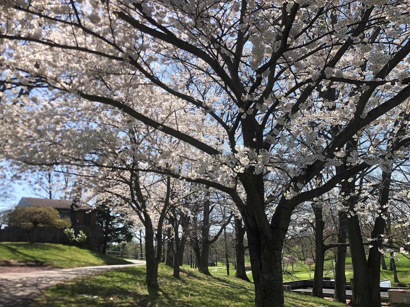 Blossoming trees line a road, house visible in the distance under a bright blue sky.