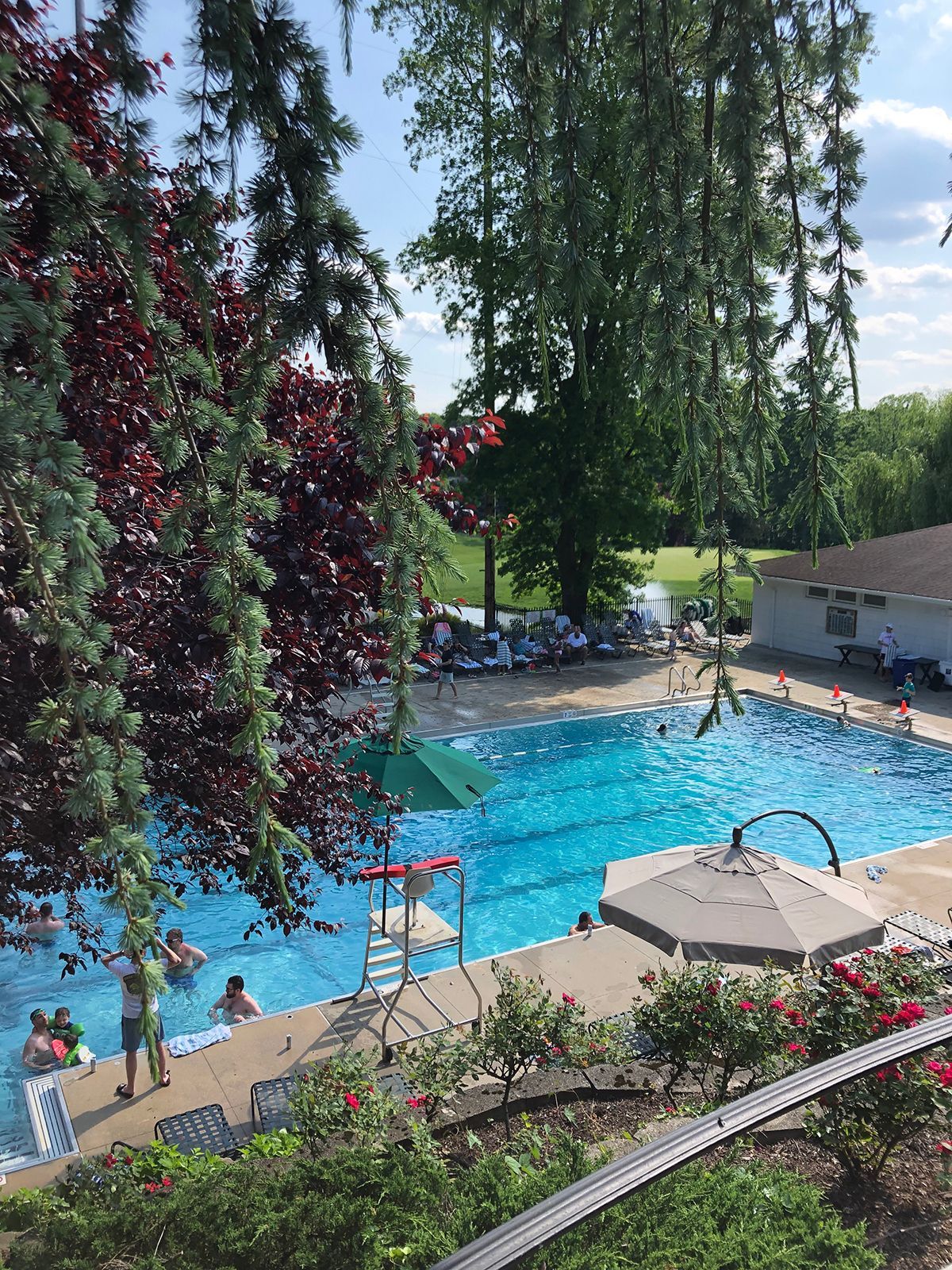 Swimming pool on a sunny day with people swimming and lounging; trees and landscaping surround the pool.