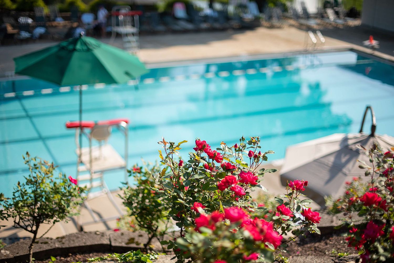 Bright red roses bloom in the foreground with a blurred swimming pool and a green umbrella in the background.