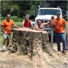 Huge tree stump