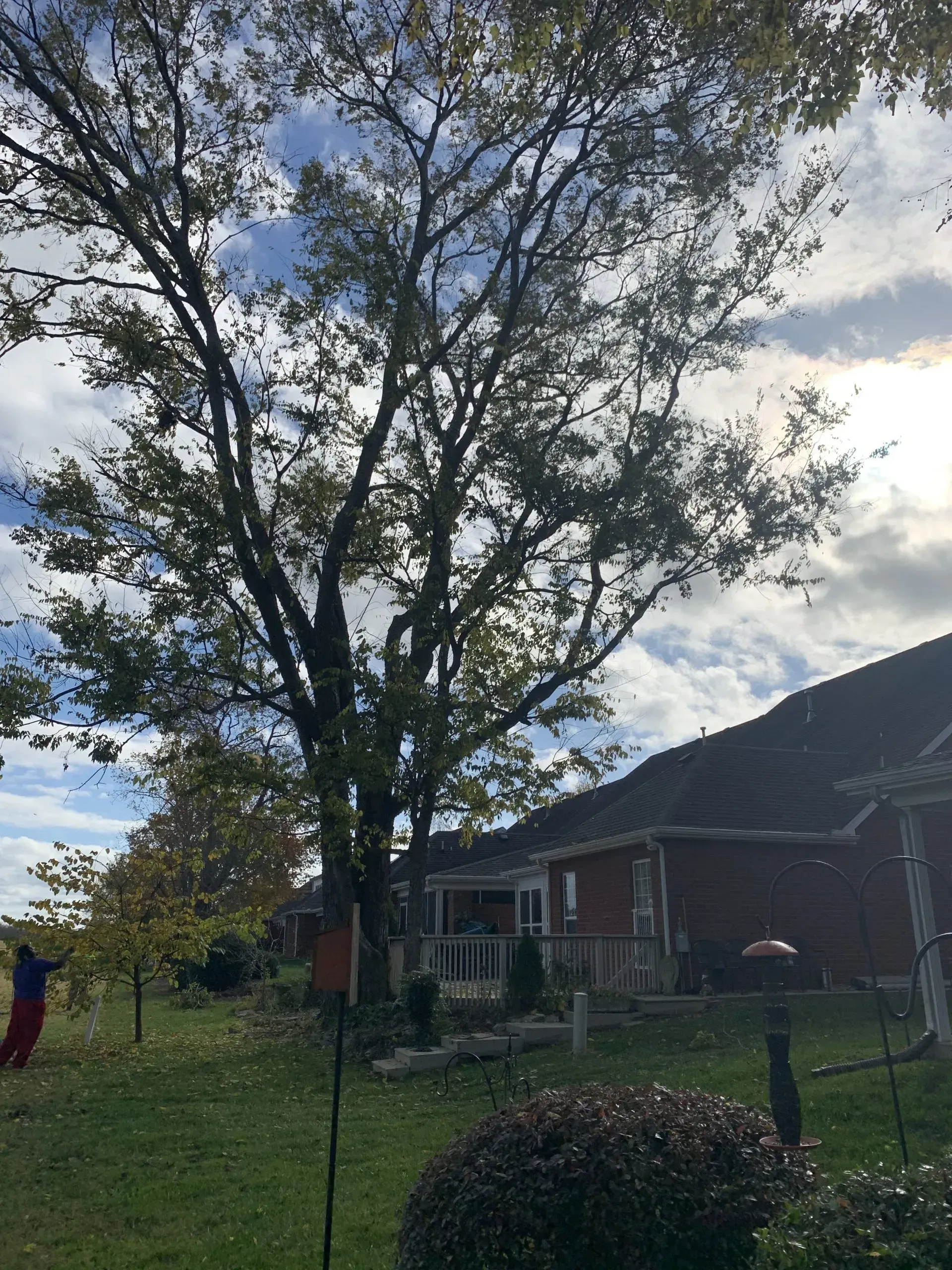 Tall tree in a yard, near a red brick building and a cloudy sky.
