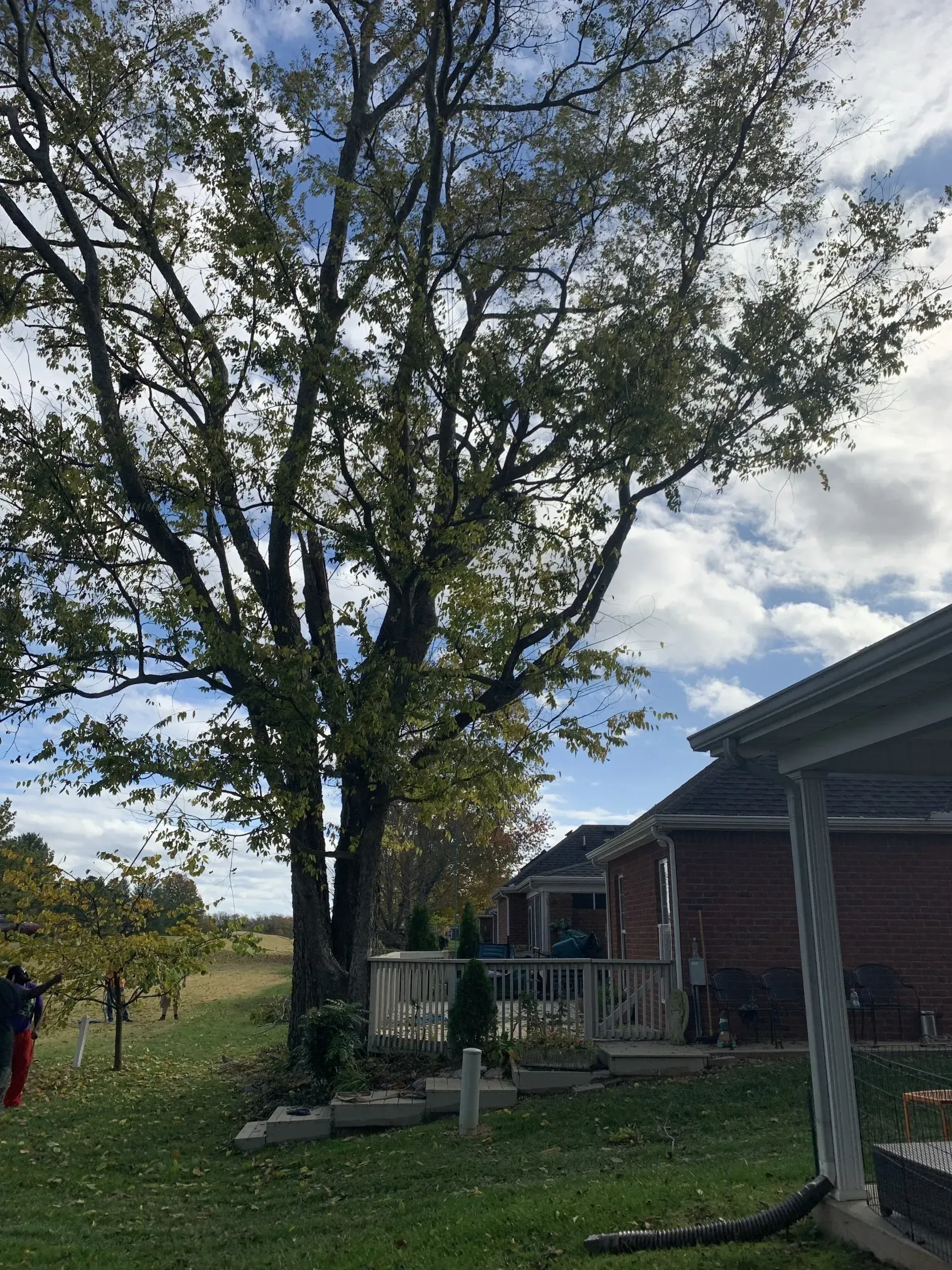 Tall tree next to a house and a deck. Leaves are green and yellow. Blue sky and clouds in background.