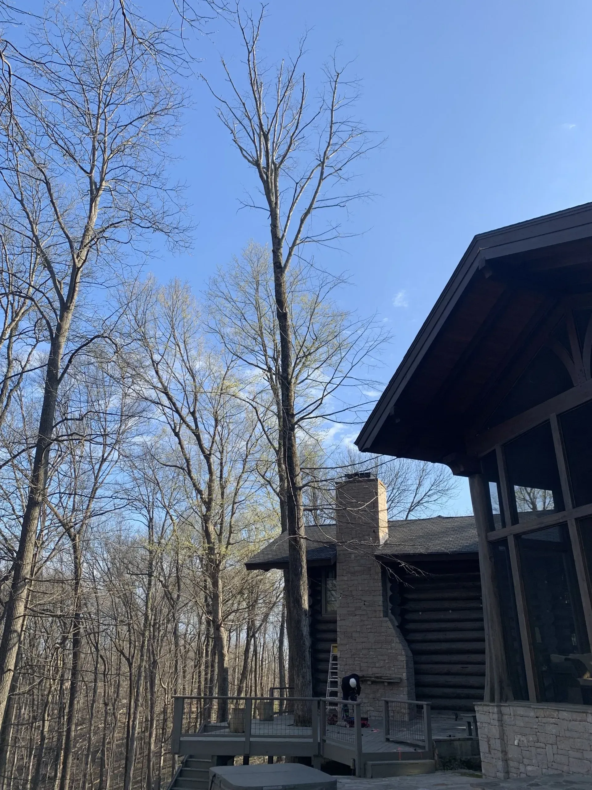 Log cabin with tall, bare trees against a blue sky; wooden deck visible.