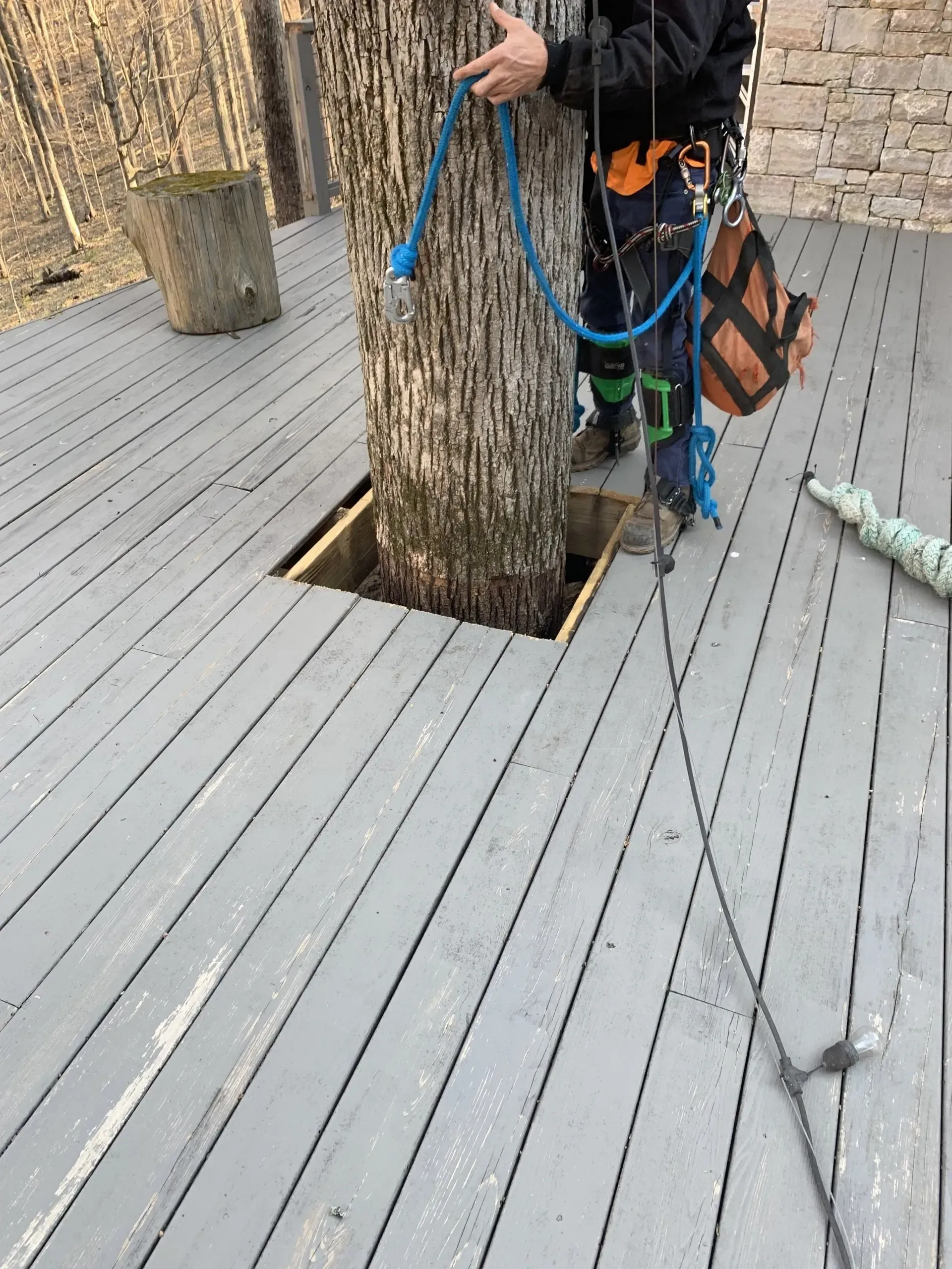 Person secured to a tree on a wooden deck, preparing to climb.
