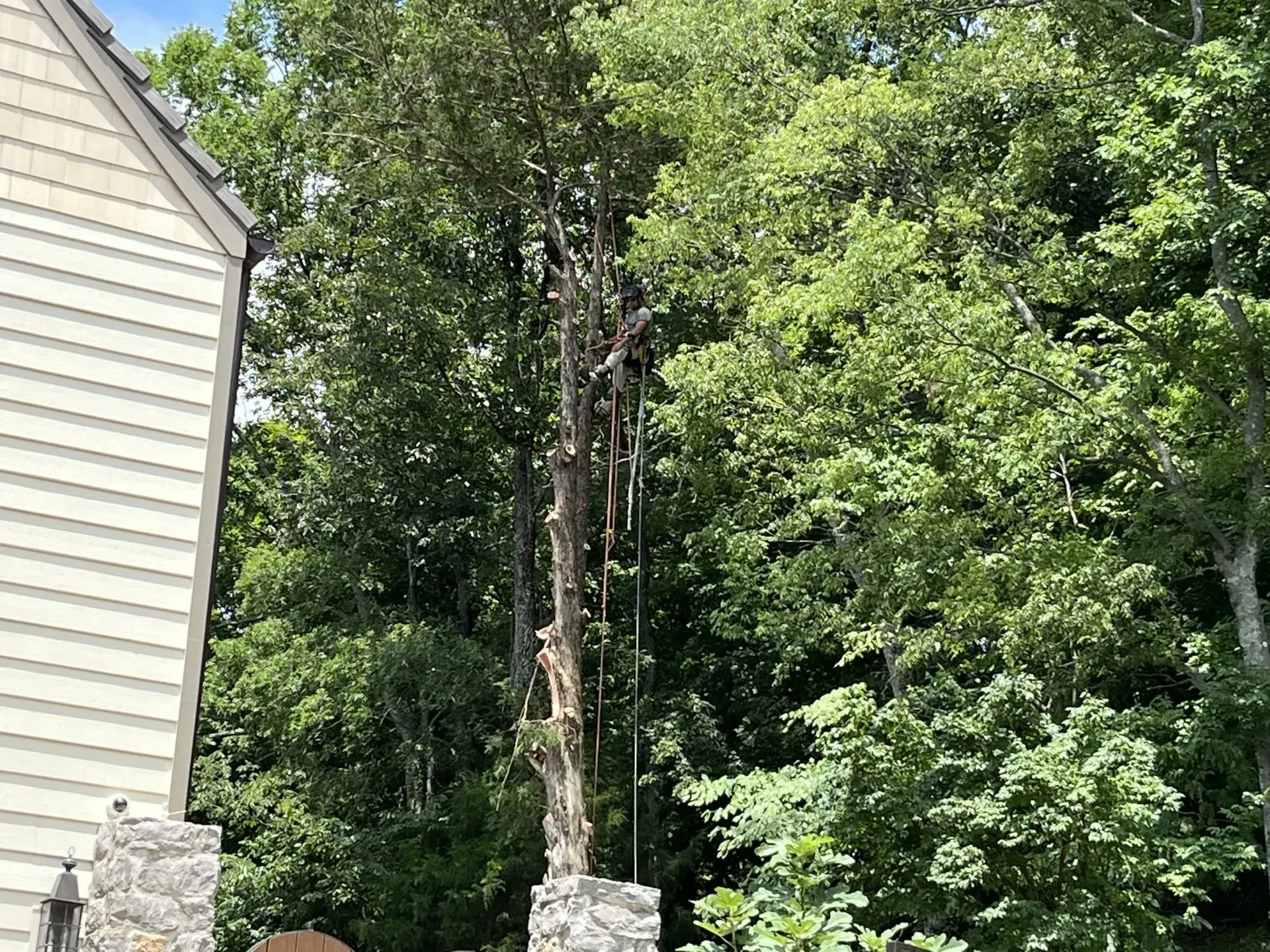 Tree being trimmed; ropes hanging; house on left; surrounded by green trees; sunny day.