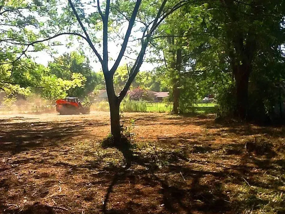 A small Bobcat clears brush in a sunny, wooded area.