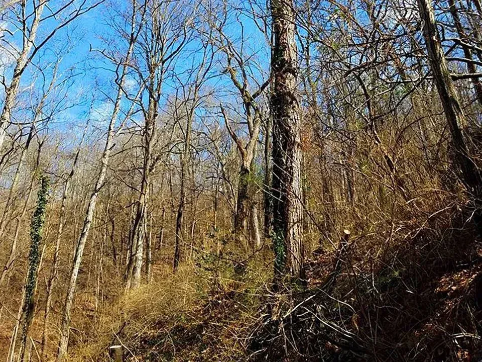 Forest of bare trees against a bright blue sky; brown undergrowth in the foreground.