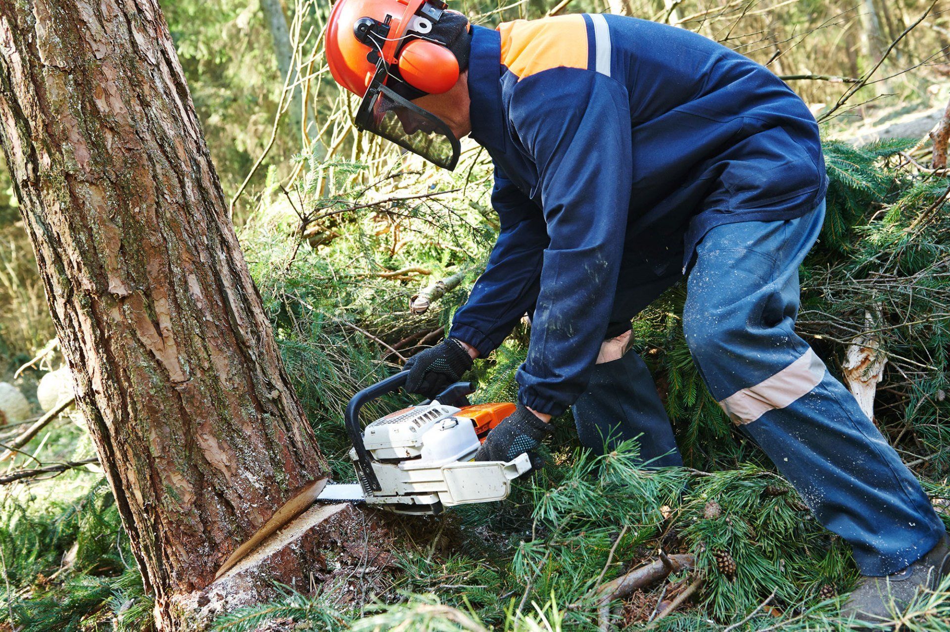 A person wearing safety gear using a chainsaw to cut a tree in a forest.
