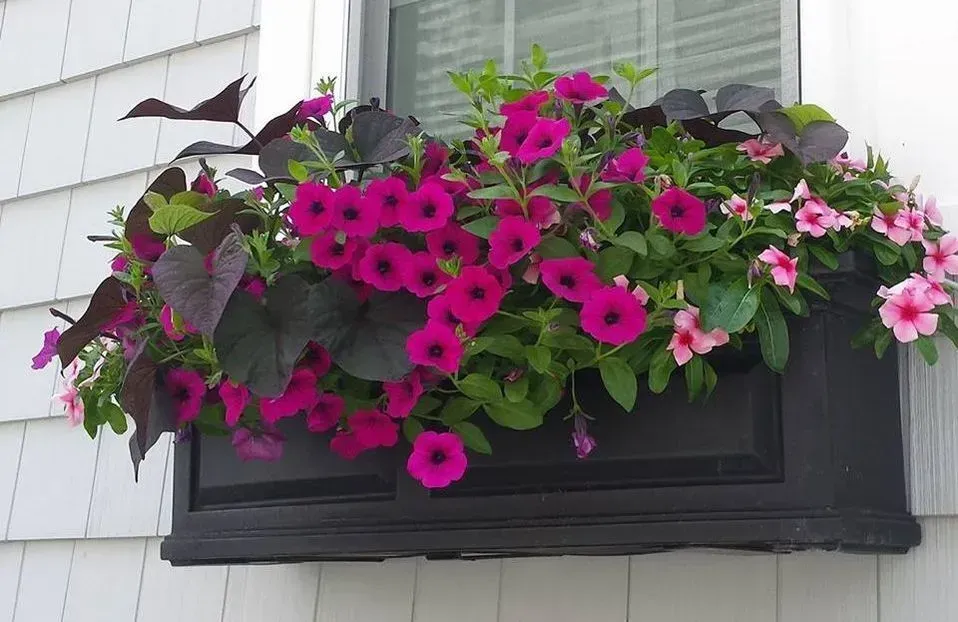 Black window box overflowing with vibrant pink and purple flowers and dark green foliage.