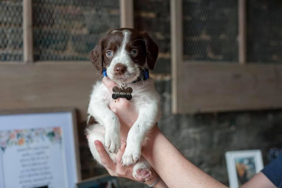 A person is holding a brown and white puppy in their hands.