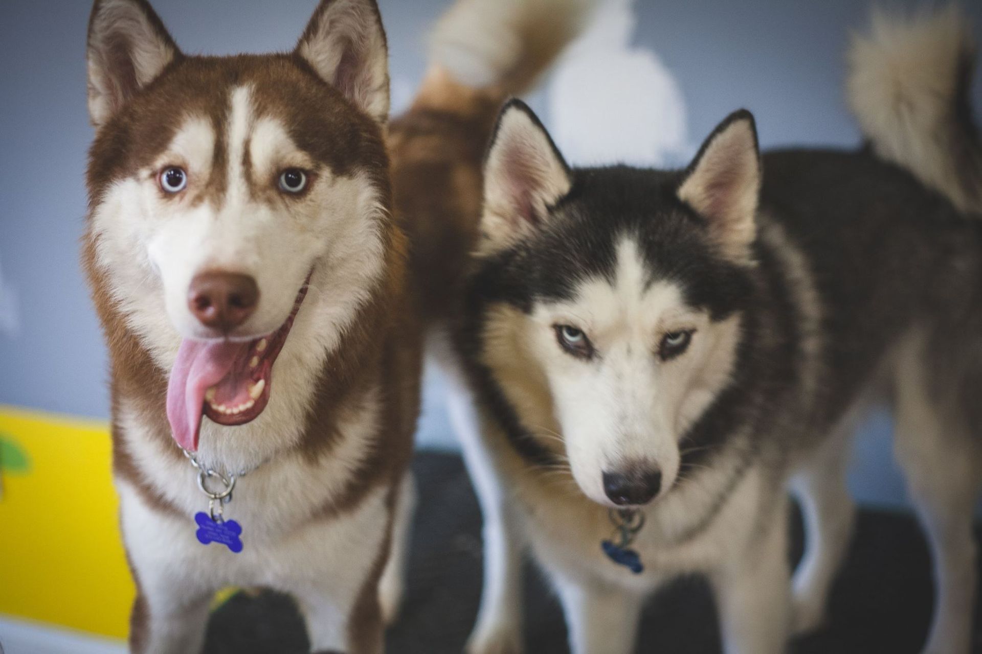 Two husky dogs are standing next to each other.
