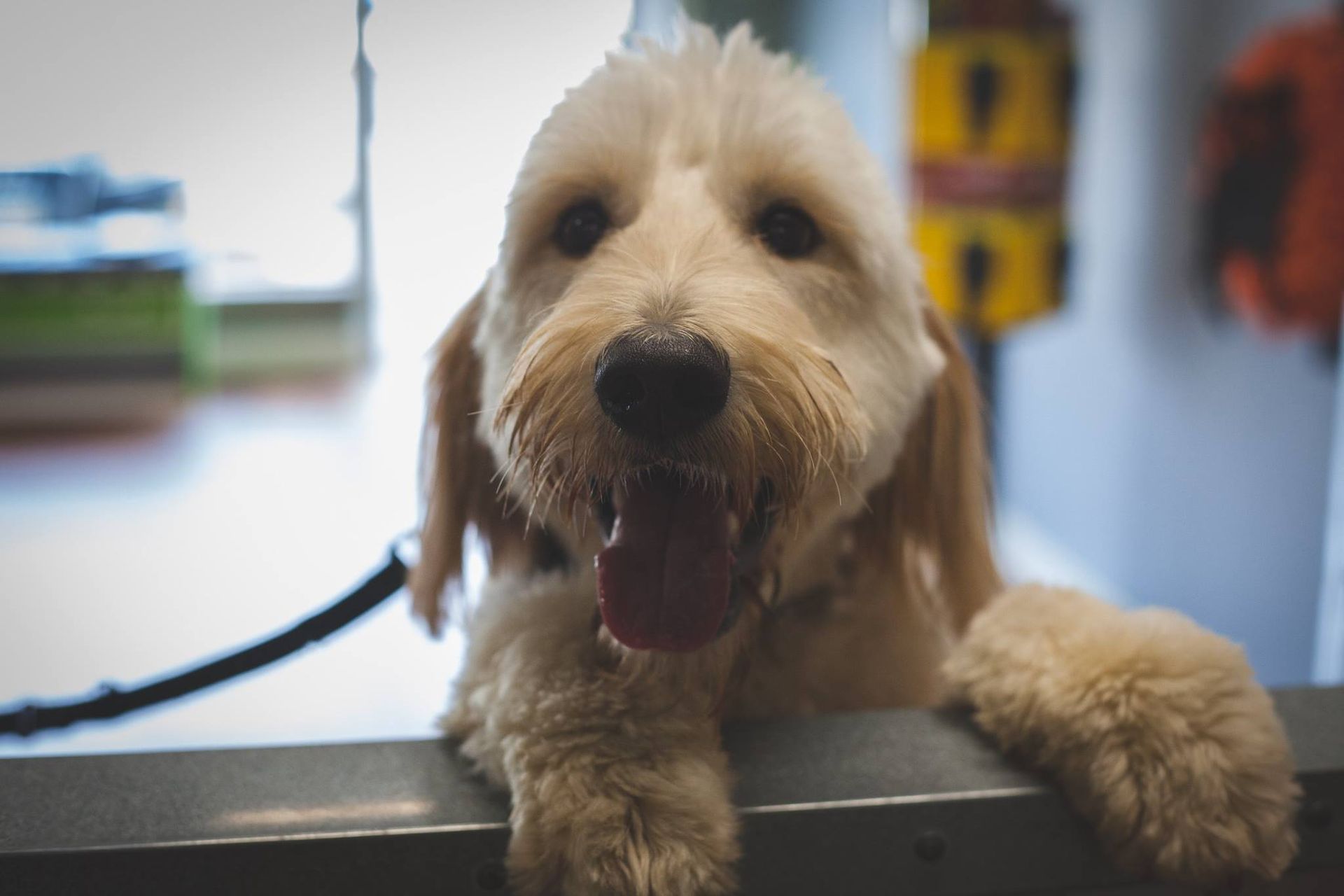 A small dog is laying on a table with its tongue hanging out.