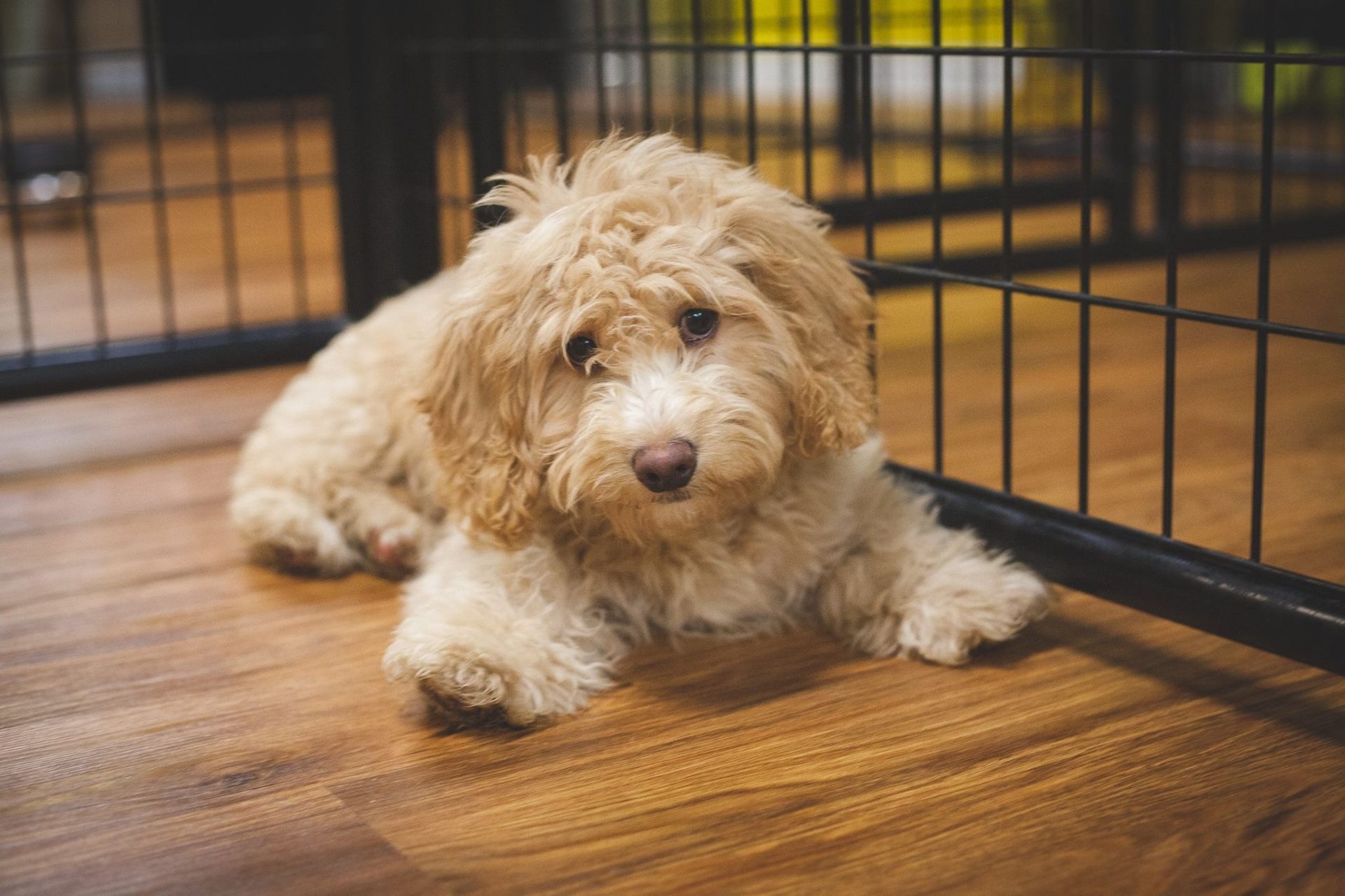 A small dog is laying on a wooden floor in a cage.