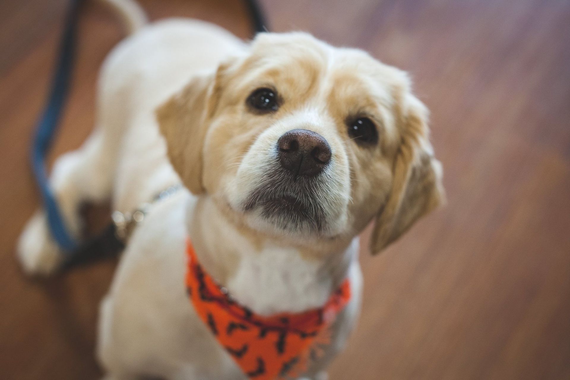 A small dog wearing an orange bandana is looking up at the camera.