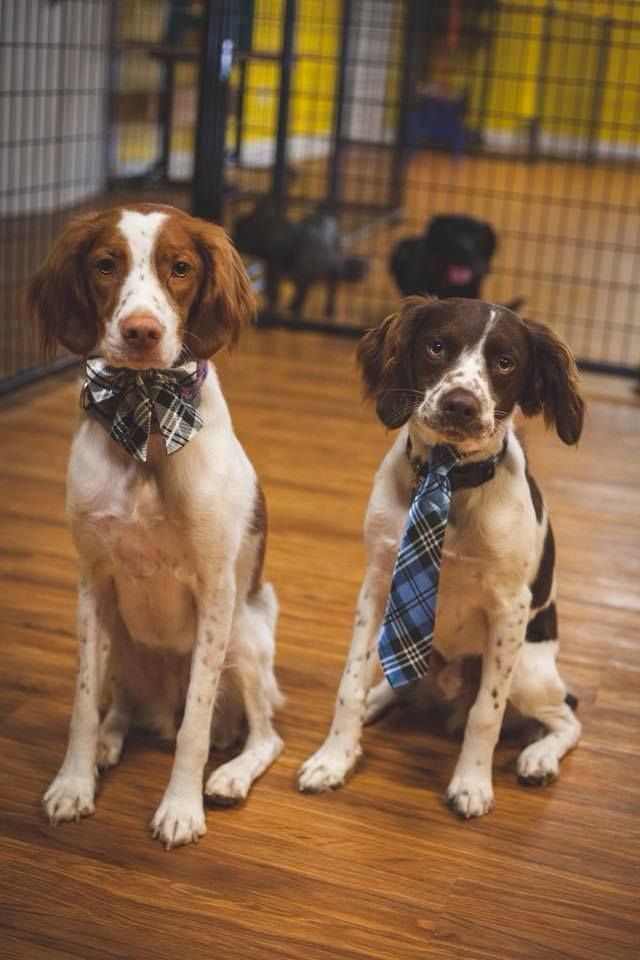 Two dogs wearing bow ties are sitting next to each other on a wooden floor.
