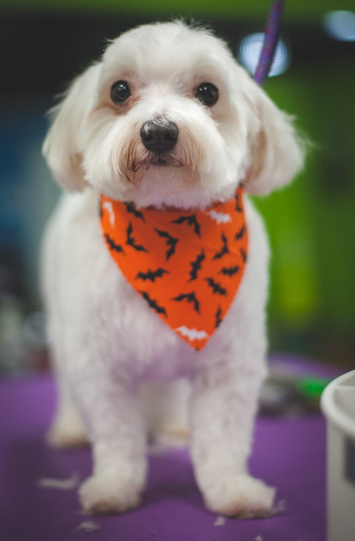 A small white dog wearing an orange bandana with bats on it.