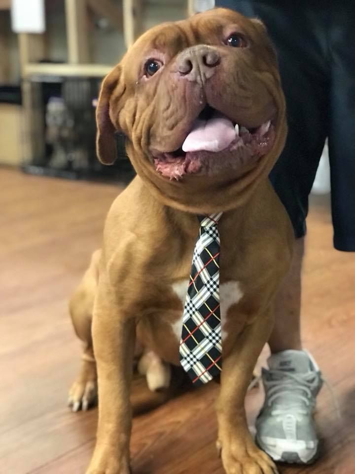 A brown dog wearing a plaid tie is sitting on a wooden floor.