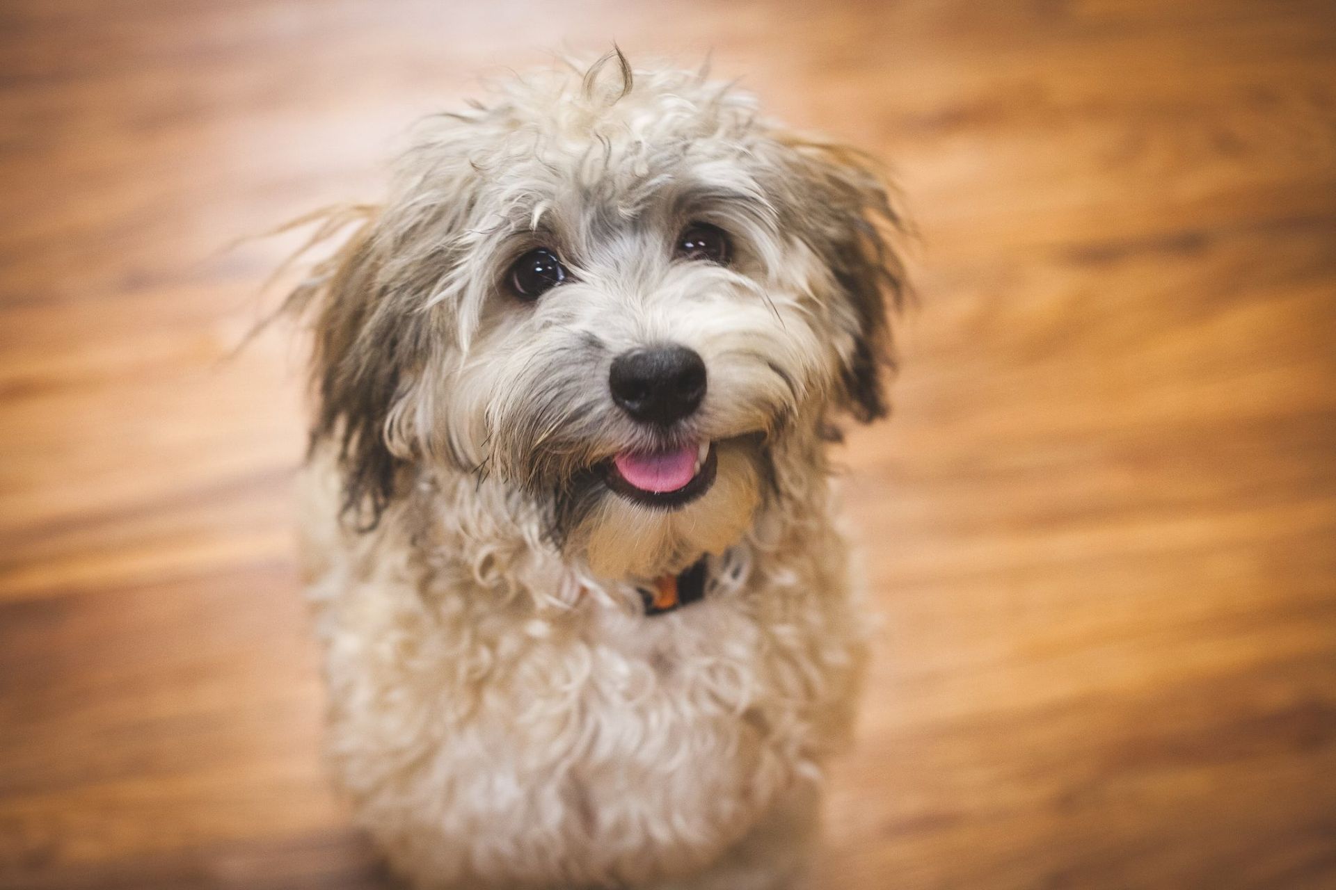 A small dog is sitting on a wooden floor and looking at the camera.