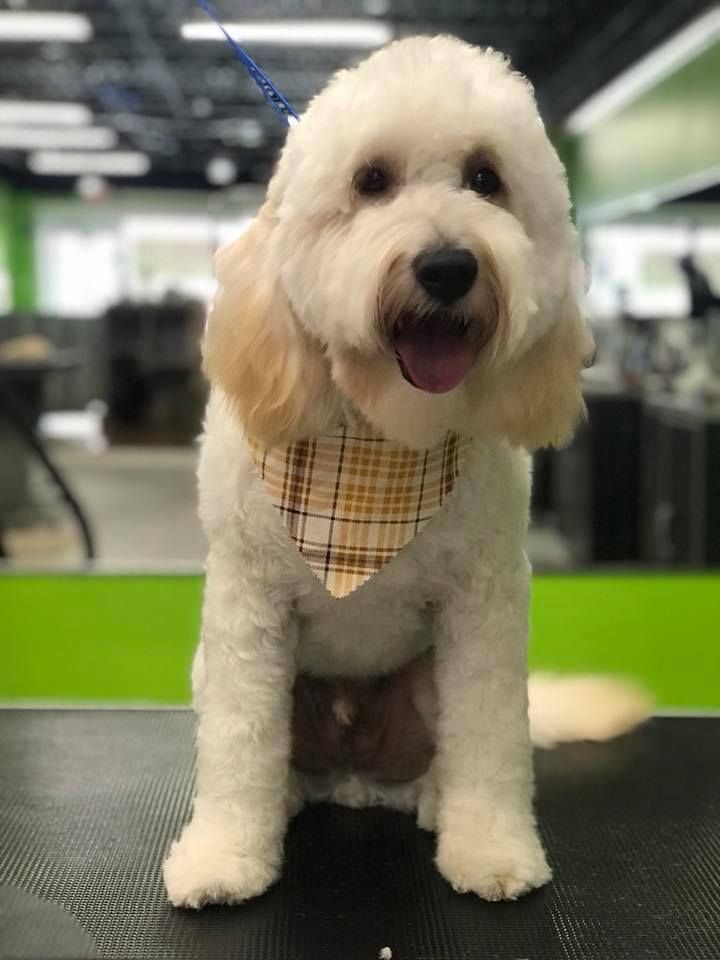 A small white dog wearing a plaid bandana is sitting on a table.