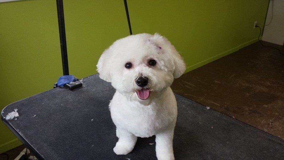 A small white dog is sitting on a grooming table.