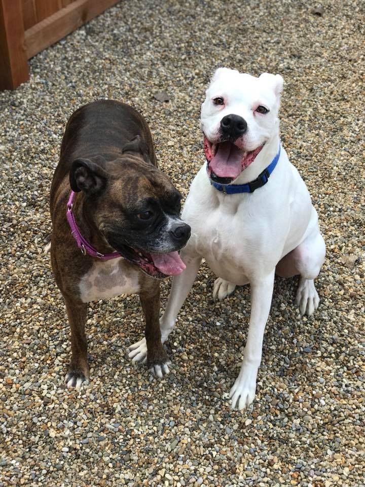 Two dogs are sitting next to each other on gravel.