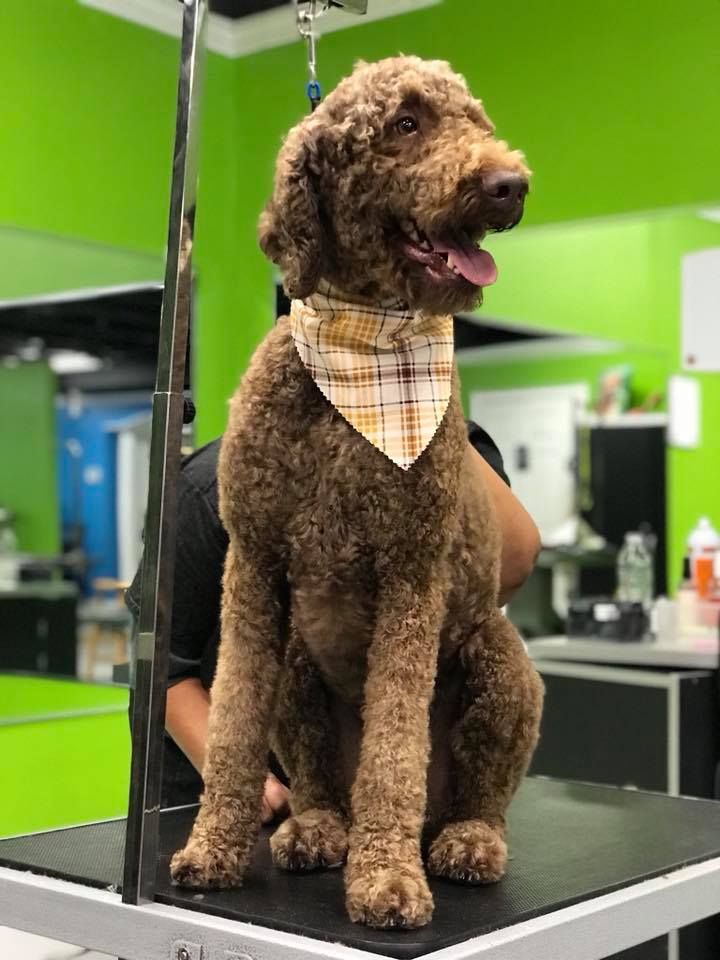 A brown dog wearing a bandana is sitting on a table.
