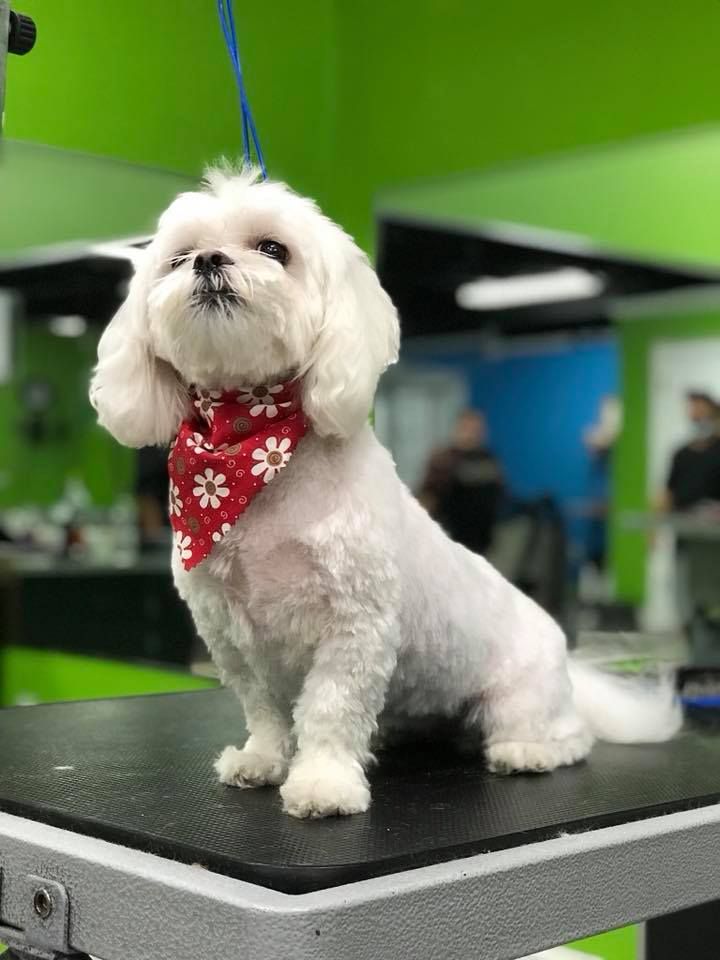 A small white dog wearing a red bandana is sitting on a table.