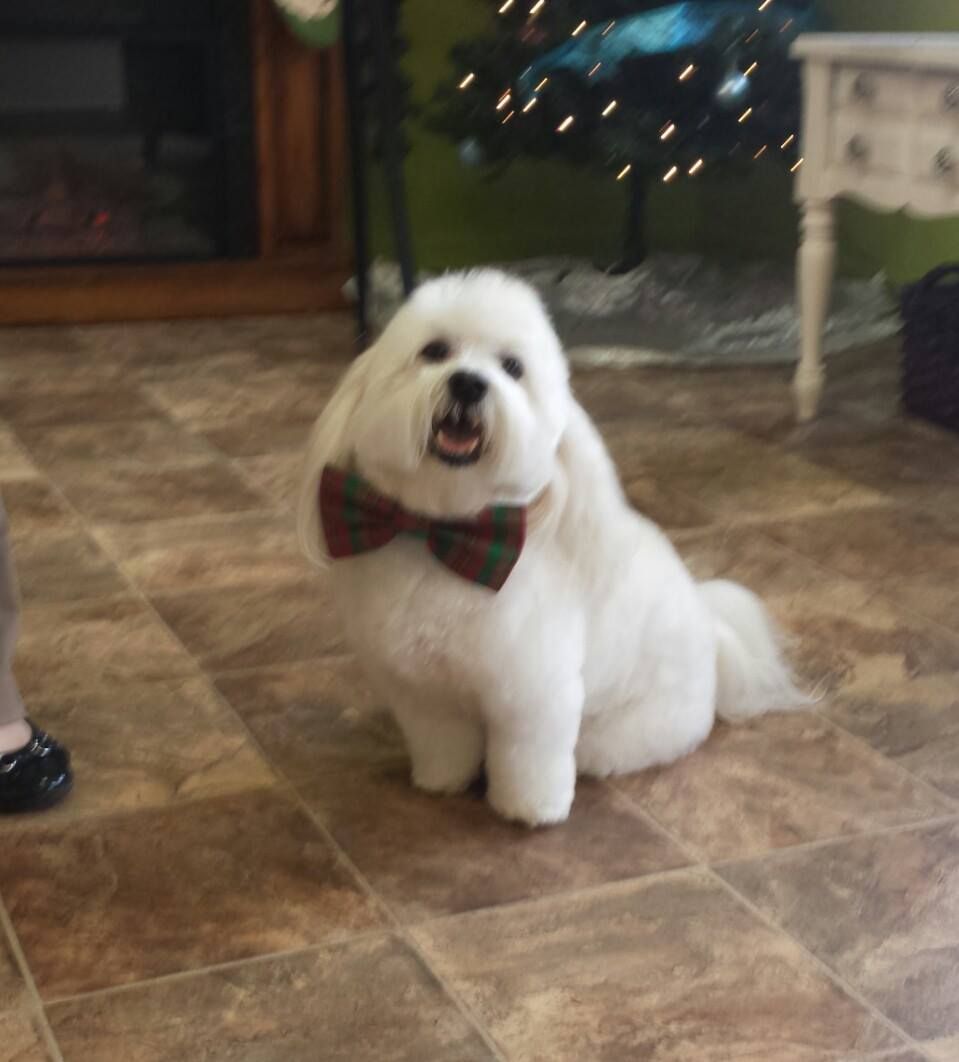 A small white dog wearing a bow tie is sitting on a tiled floor