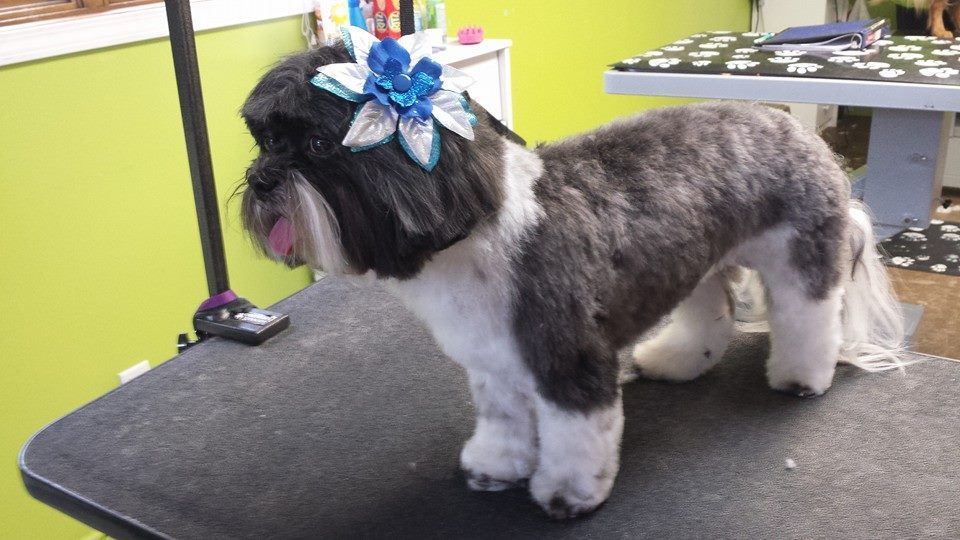 A black and white dog with a blue bow on its head is standing on a table.