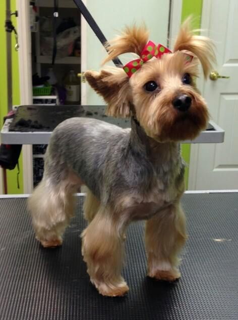A small dog with a red bow on its head is standing on a table.