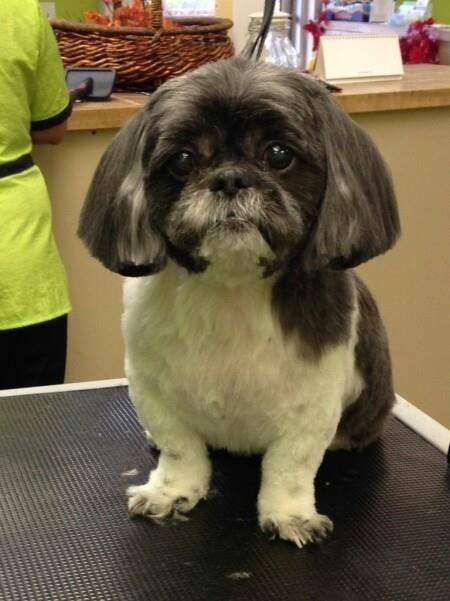 A small dog is sitting on a table and looking at the camera.