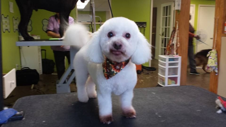 A small white dog wearing a bandana is standing on a table.