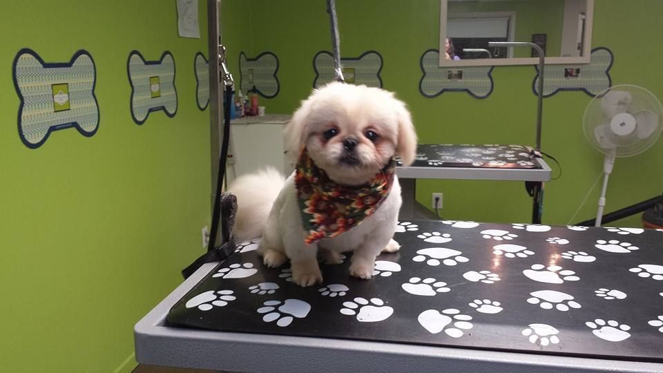 A small white dog is sitting on a table with paw prints on it.