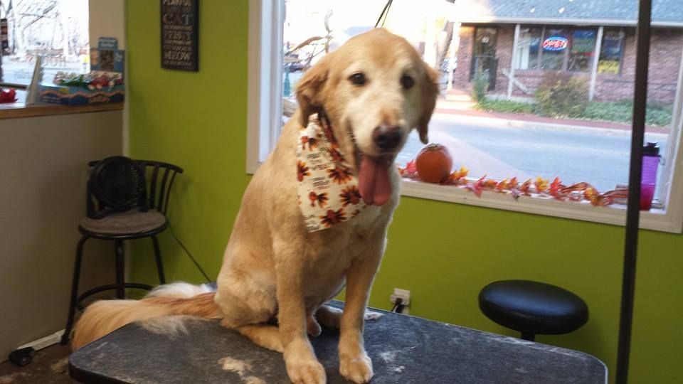 A dog wearing a lei is sitting on a table in a room.