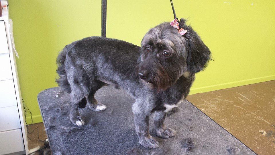 A small black dog is standing on a grooming table.