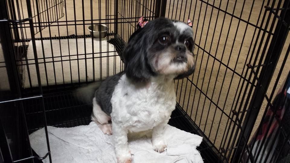 A small black and white dog is sitting in a cage.