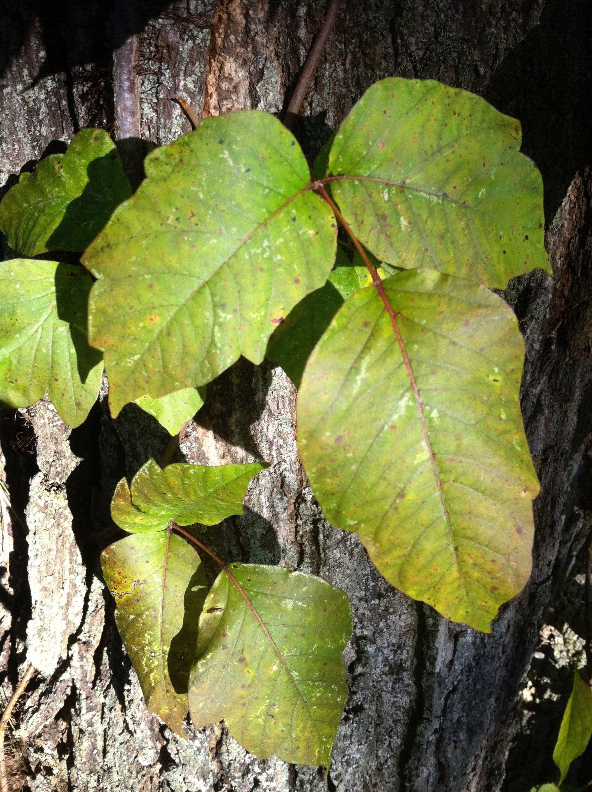 Is Mupirocin The Fastest Way To Heal Poison Ivy? - 1166gpv