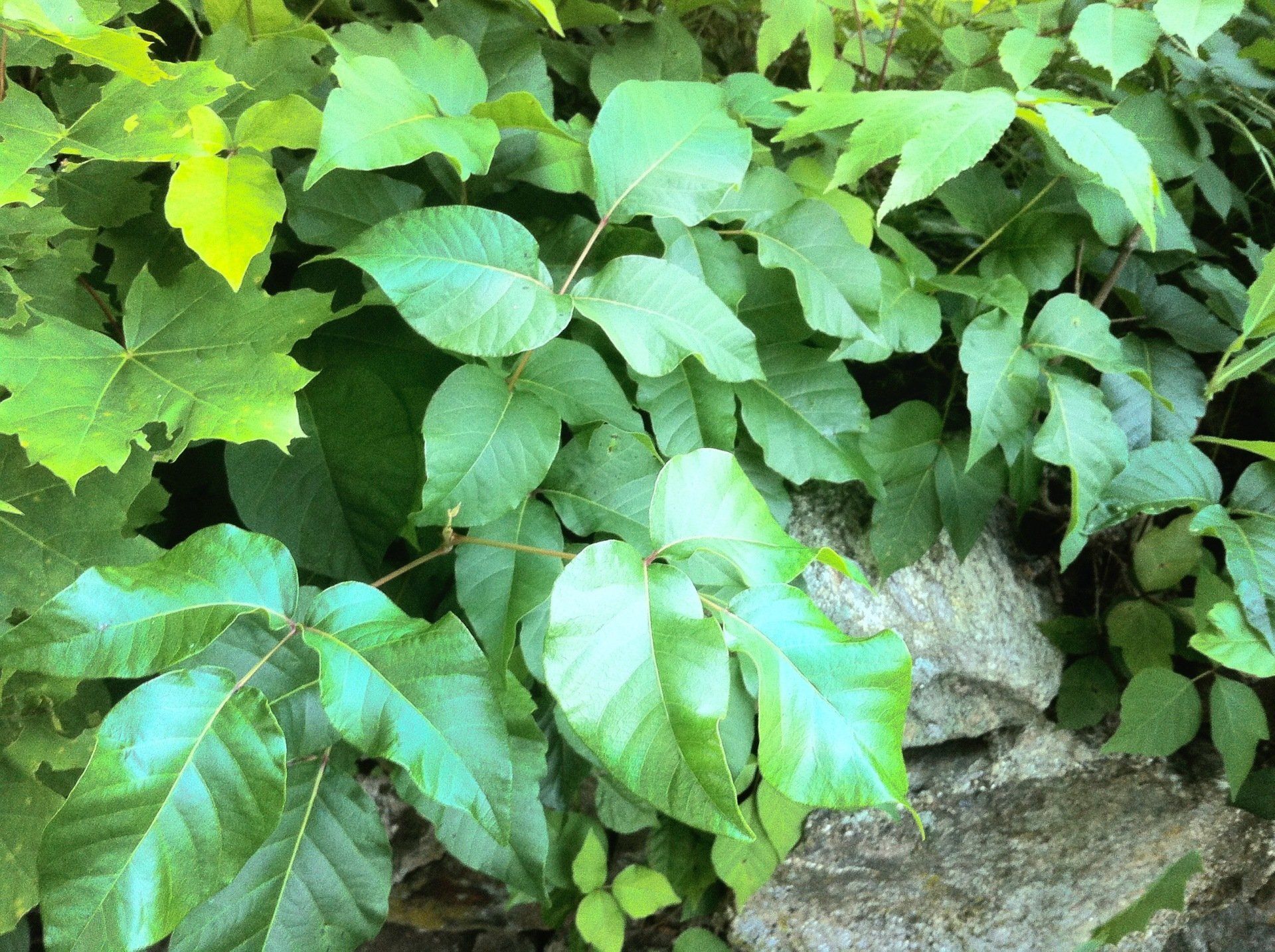 The Poison Ivy Guy | Photo Gallery | Boylston, MA