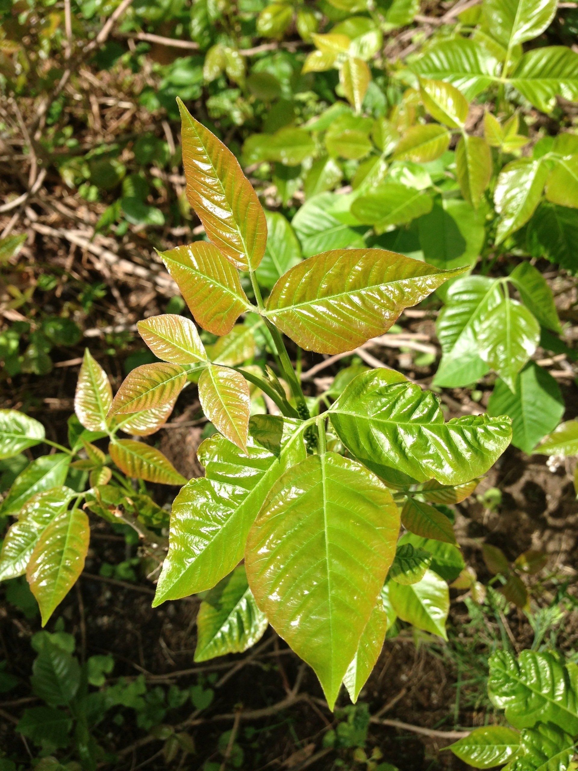 Is Mupirocin The Fastest Way To Heal Poison Ivy? - bbom0v4