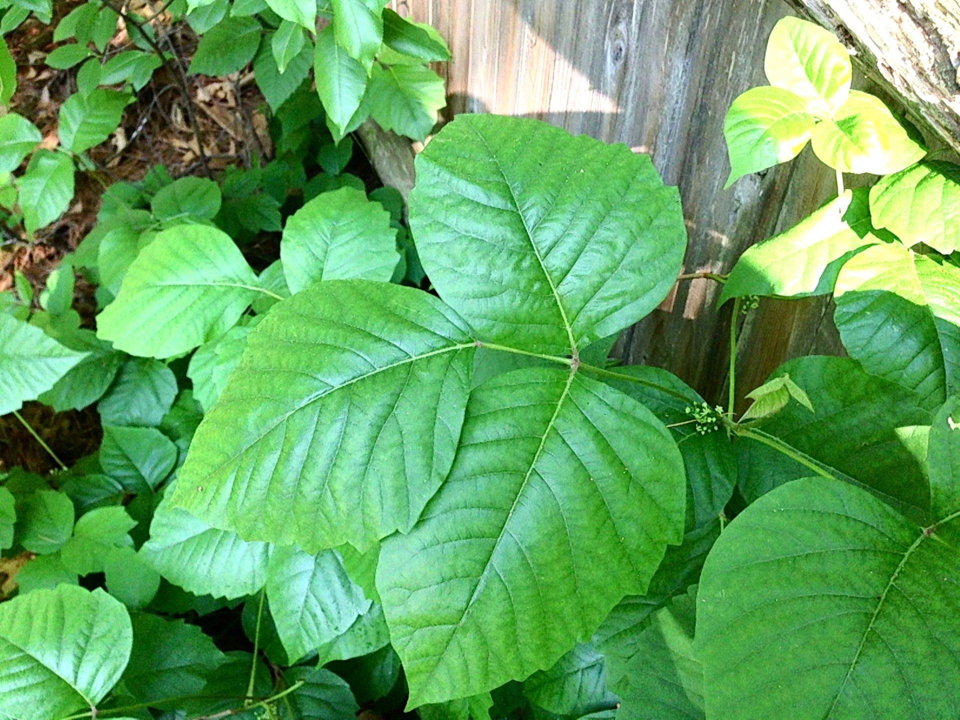 The Poison Ivy Guy | Photo Gallery | Boylston, MA