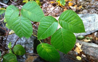 images of poison ivy