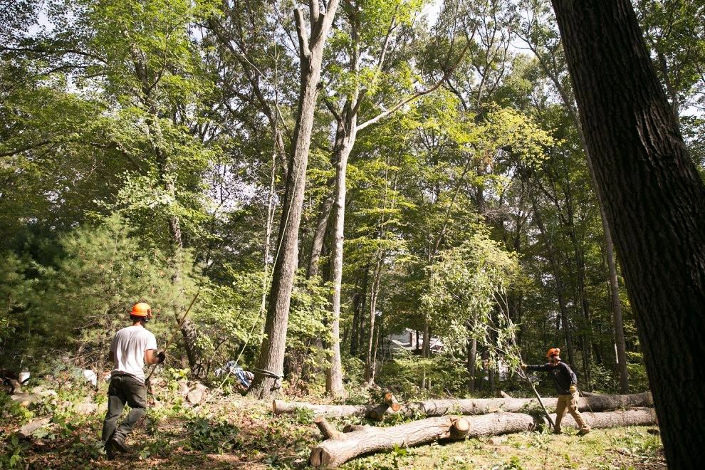 A man is standing in the middle of a forest next to a pile of logs.