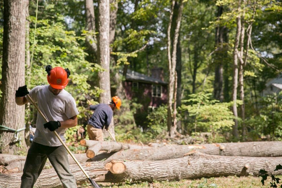 A group of men are cutting down trees in the woods.