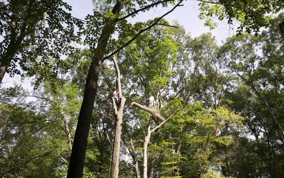 A person is standing in the middle of a forest looking up at the trees.