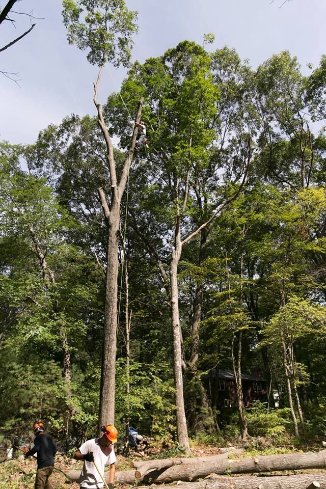 A man is standing in the middle of a forest next to a large tree.