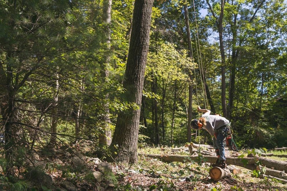 A man is cutting a tree in the woods with a chainsaw.