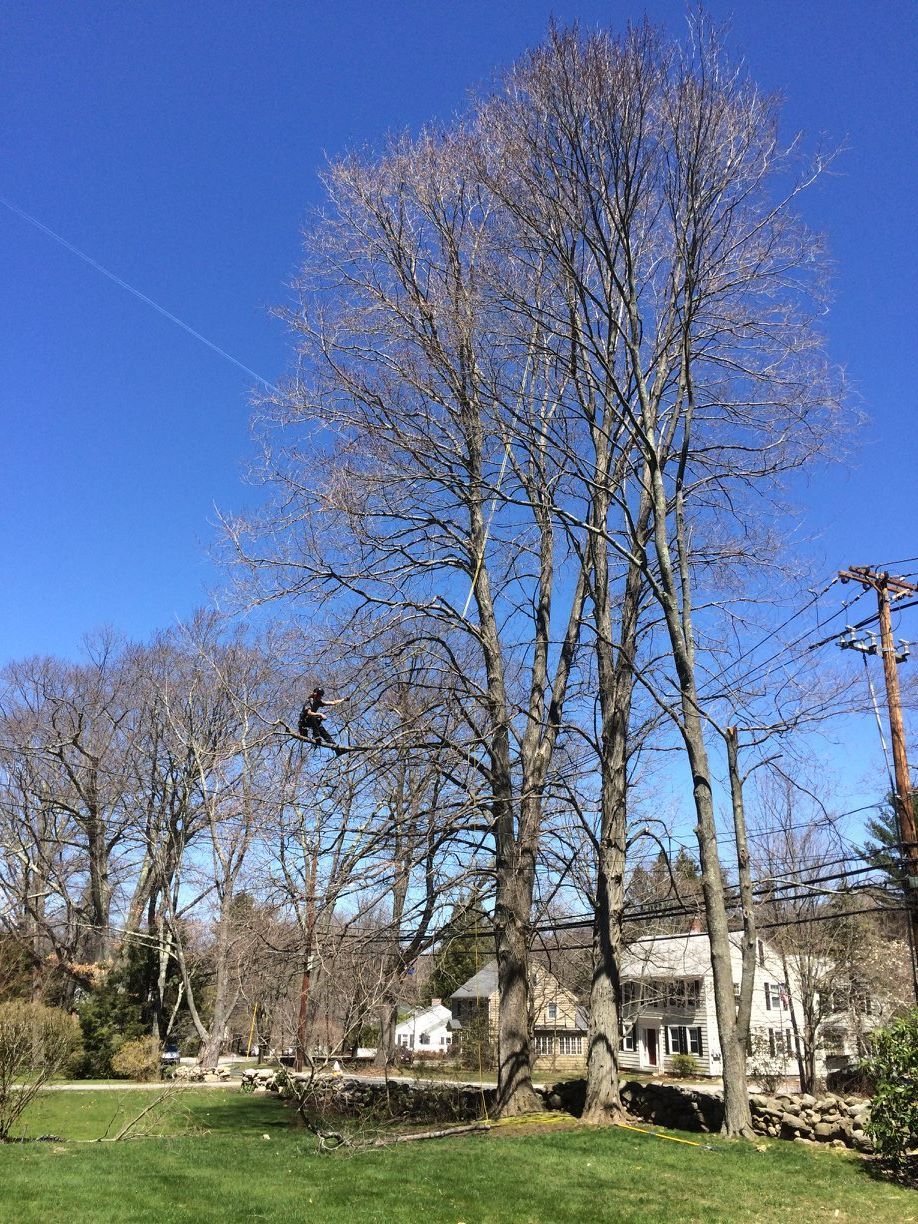 A man is climbing a tree in a park.